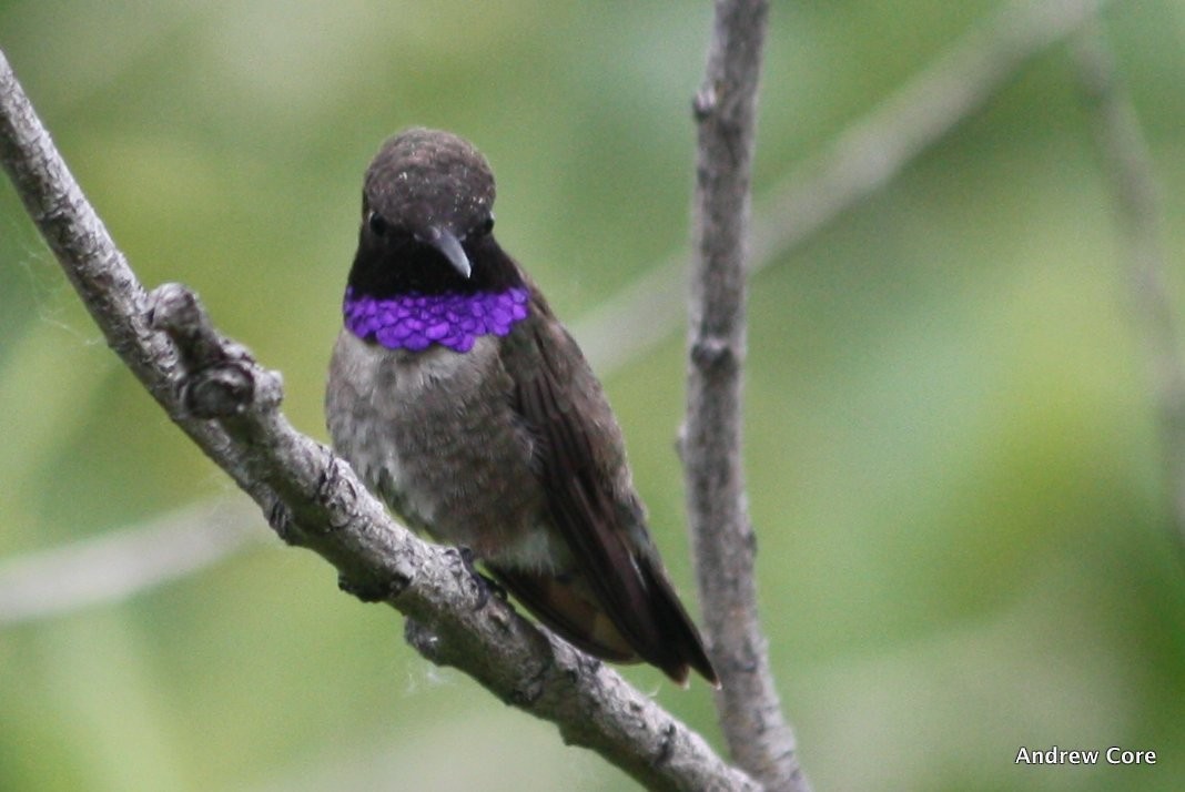 Black-chinned Hummingbird - Andrew Core