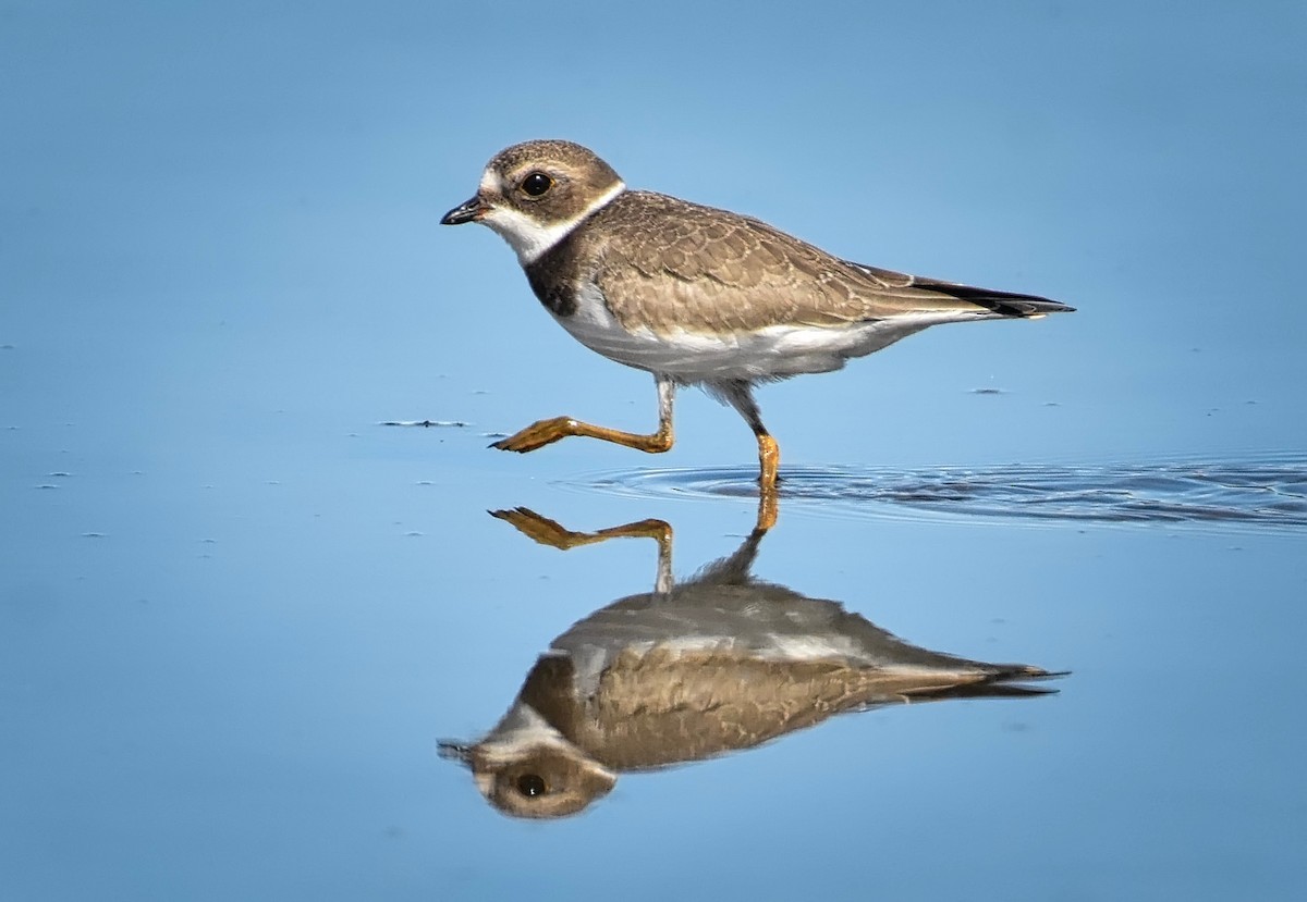 Semipalmated Plover - Roger Beardmore