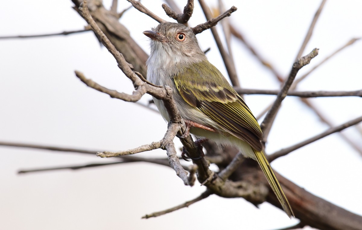 Pearly-vented Tody-Tyrant - ML68619671