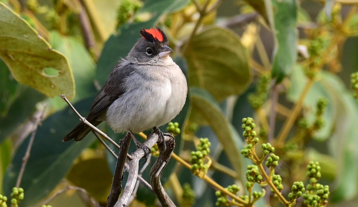 Pileated Finch - ML68620221