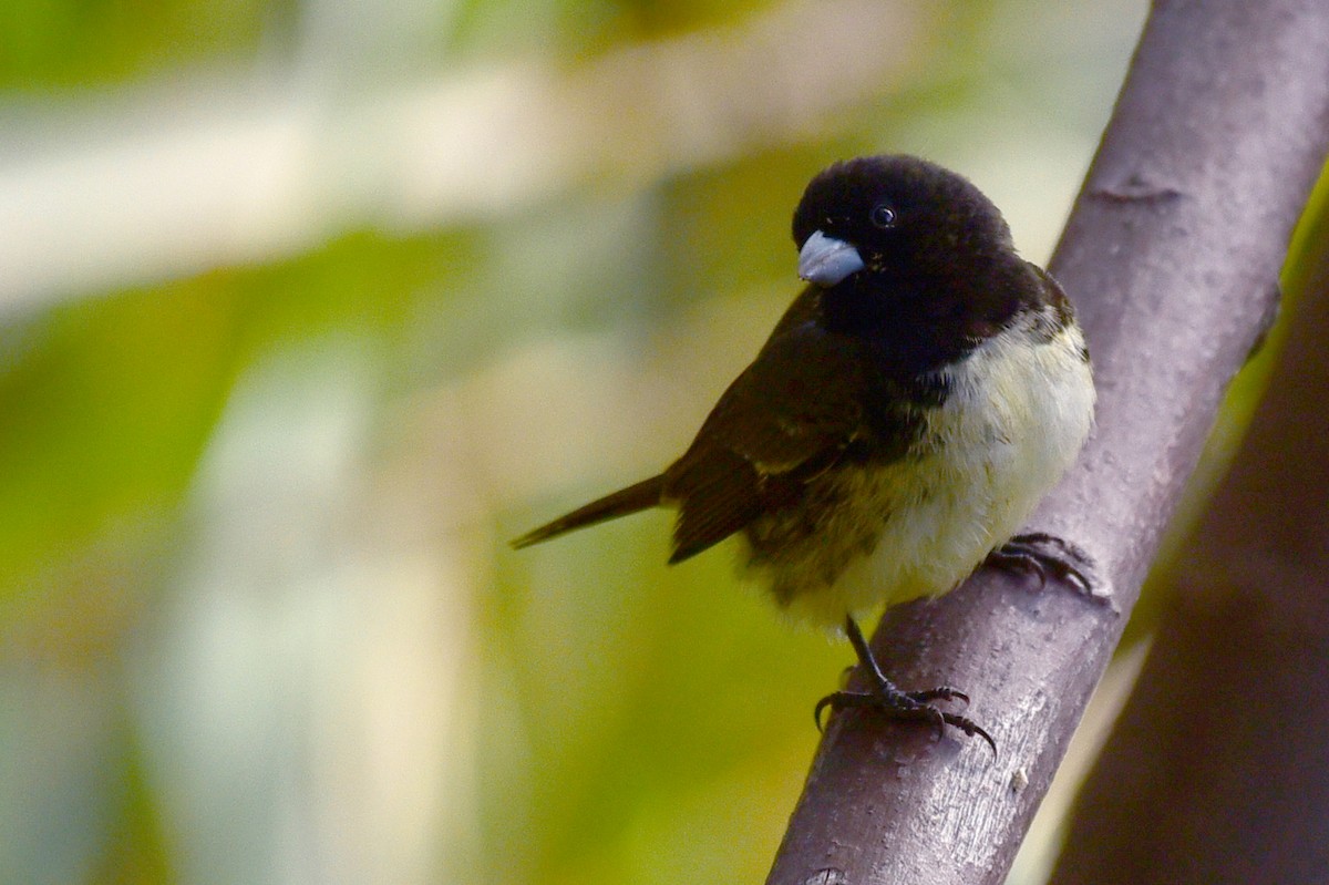 Yellow-bellied Seedeater - ML68620281