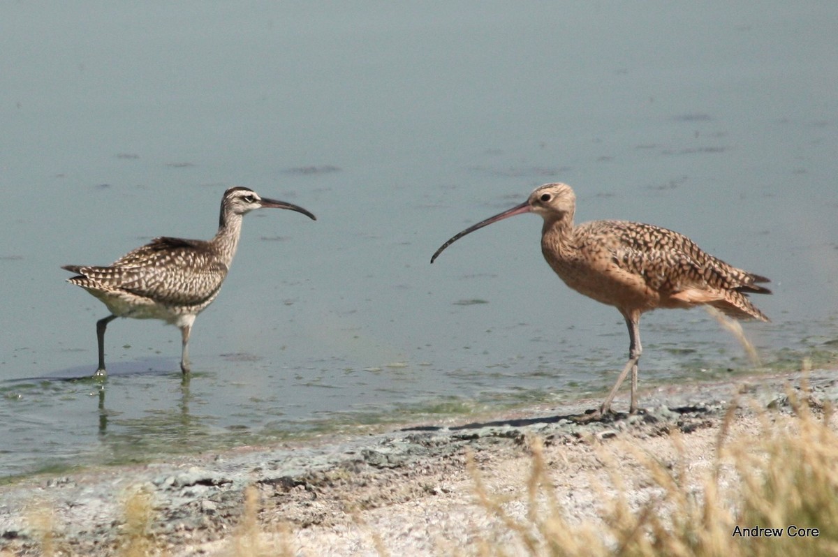 Whimbrel (Hudsonian) - Andrew Core