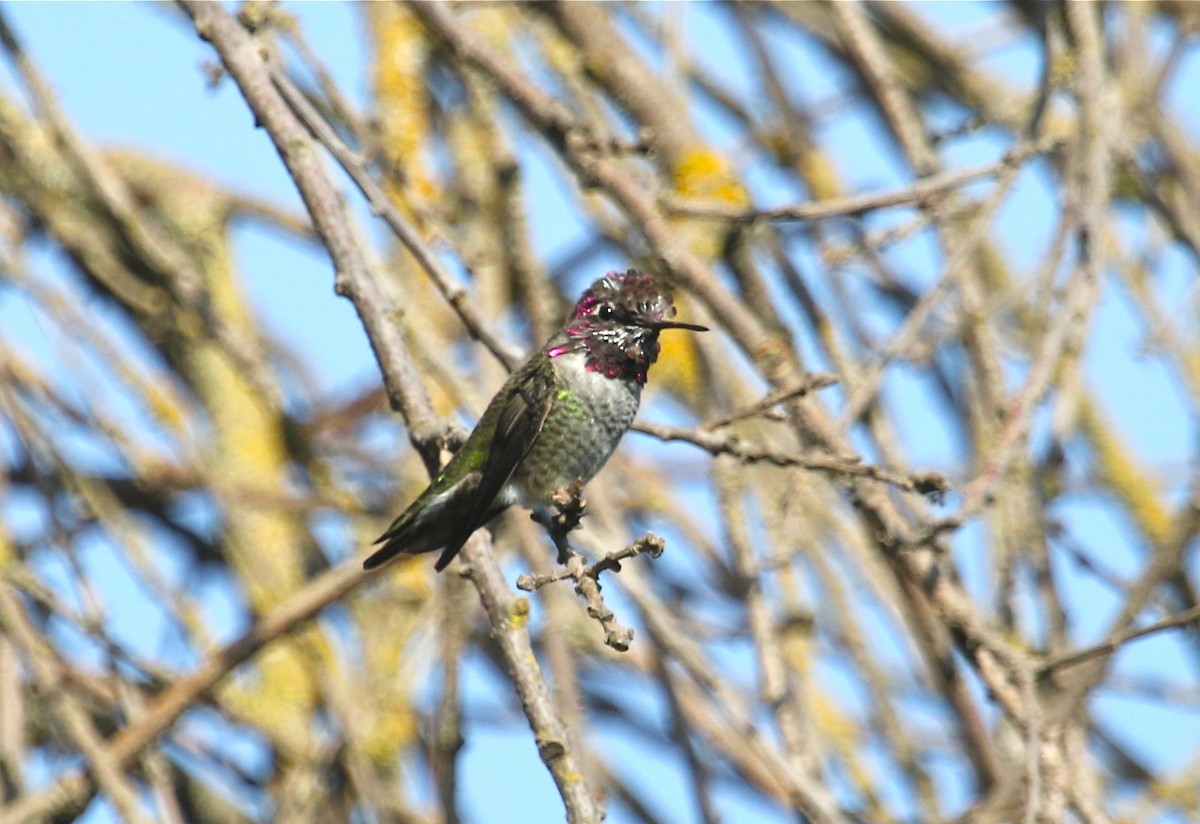 Anna's Hummingbird - ML68624041