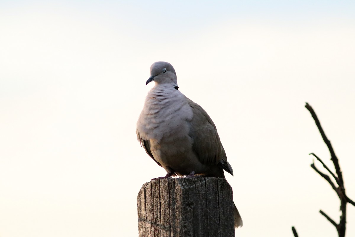 Eurasian Collared-Dove - John Bruder