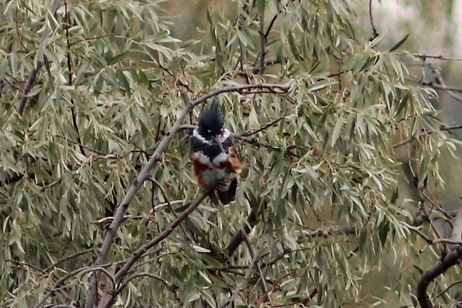 Belted Kingfisher - ML68624391