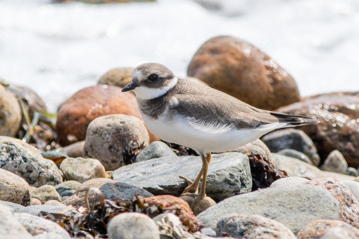 Common Ringed Plover - ML68624511