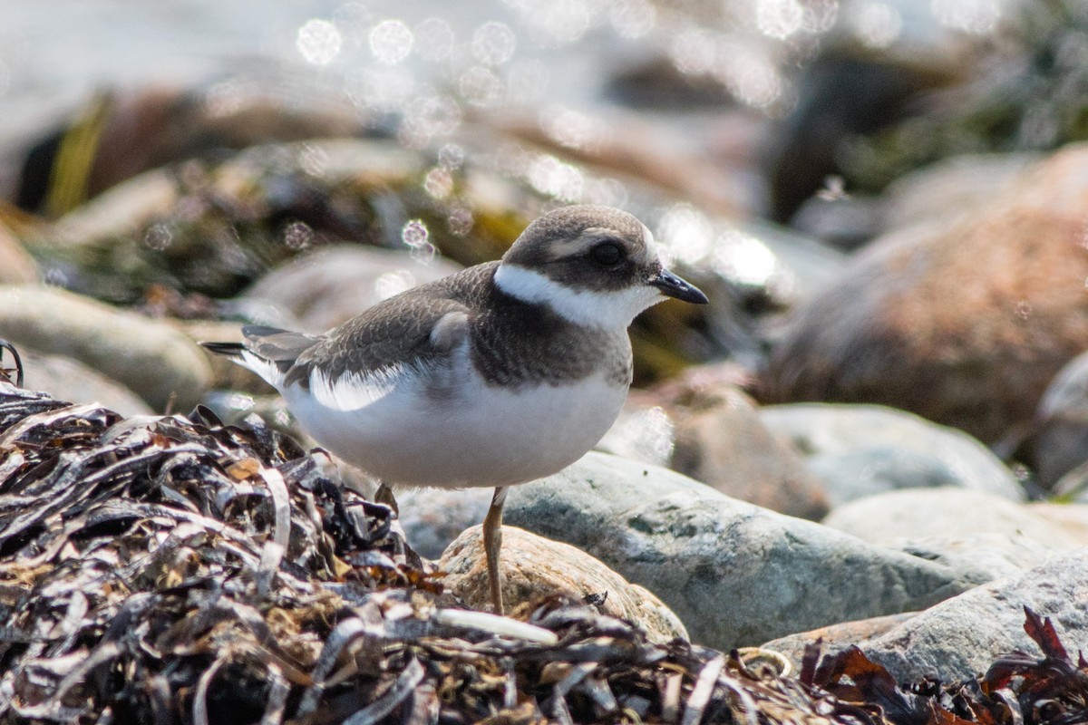 Common Ringed Plover - ML68624521