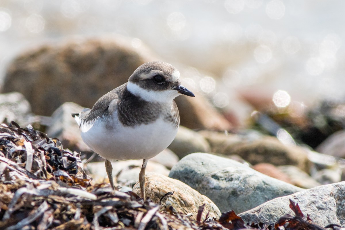 Common Ringed Plover - ML68624571