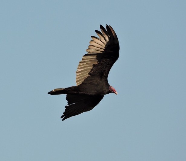 Turkey Vulture - ML68625431