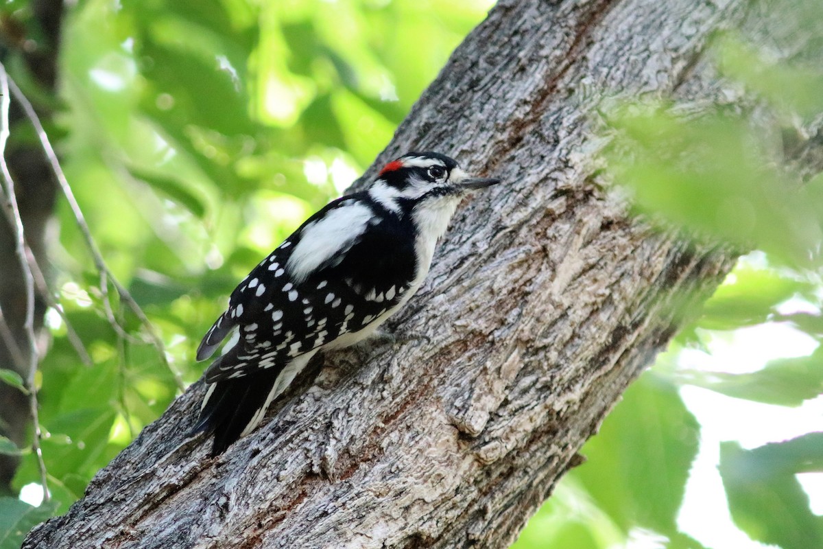 Downy Woodpecker - ML68625521