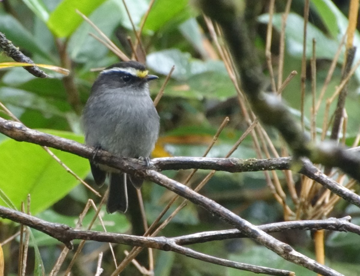 Crowned Chat-Tyrant - ML68625631