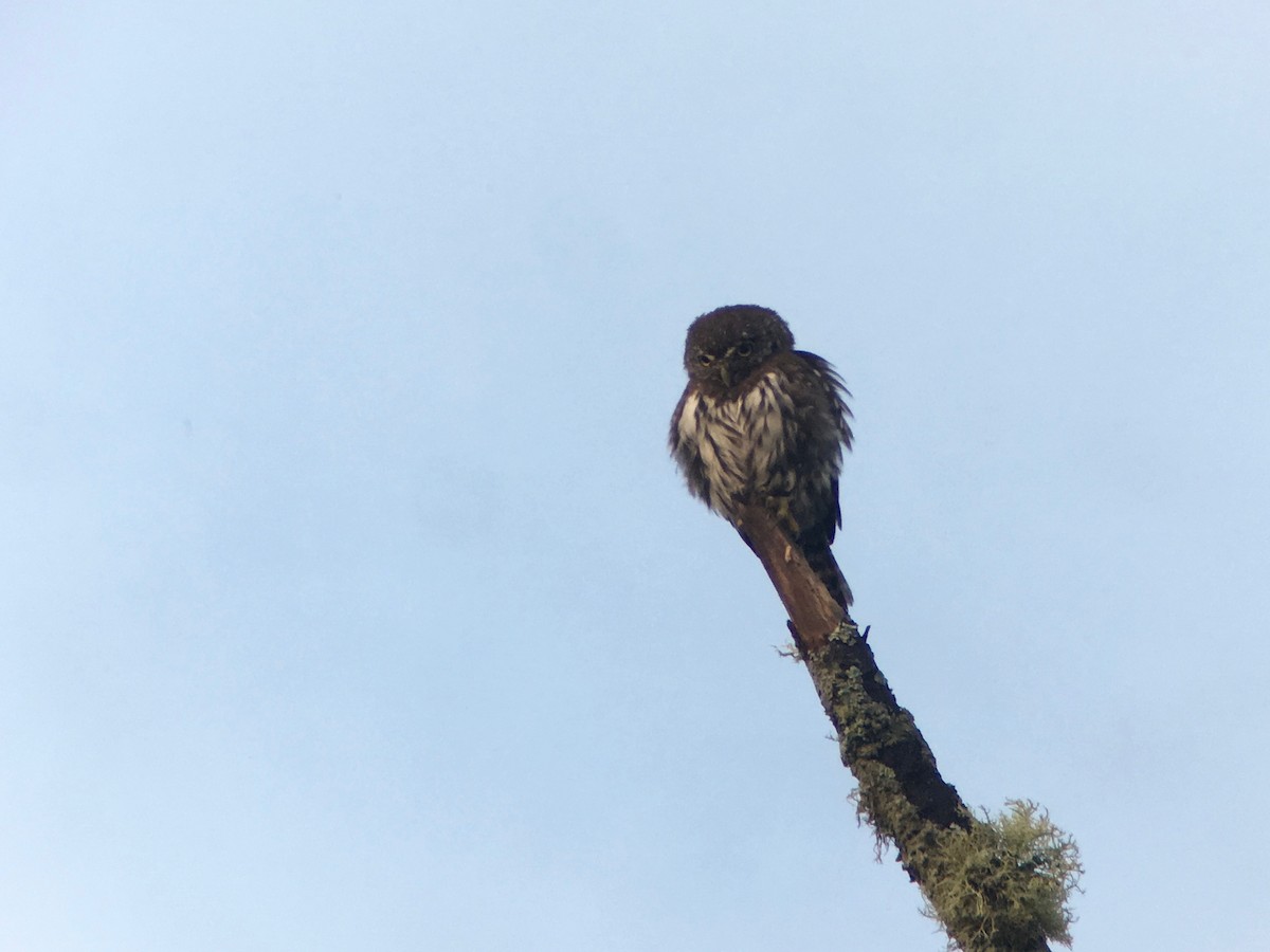 Northern Pygmy-Owl (Pacific) - ML68625701