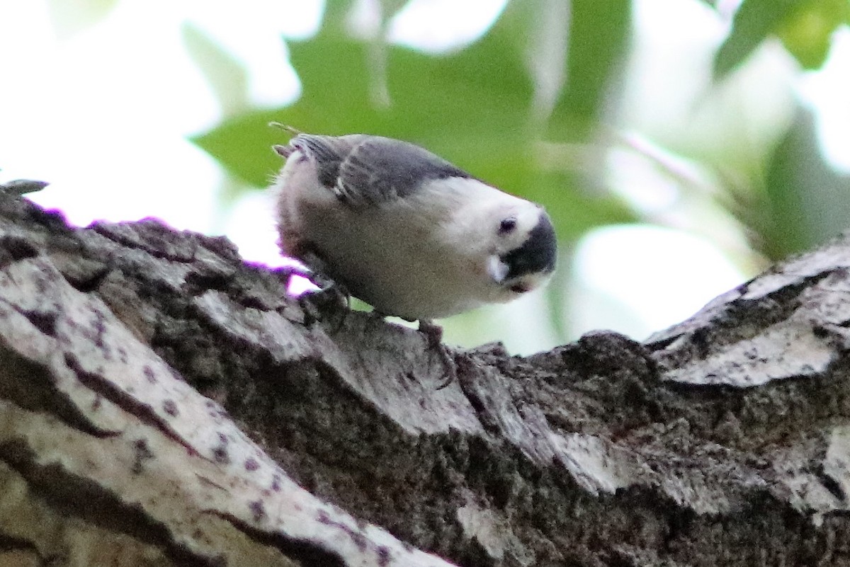 White-breasted Nuthatch - ML68626001