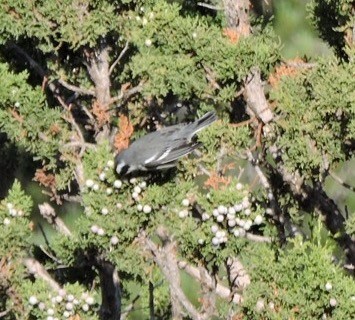 Black-throated Gray Warbler - ML68626321