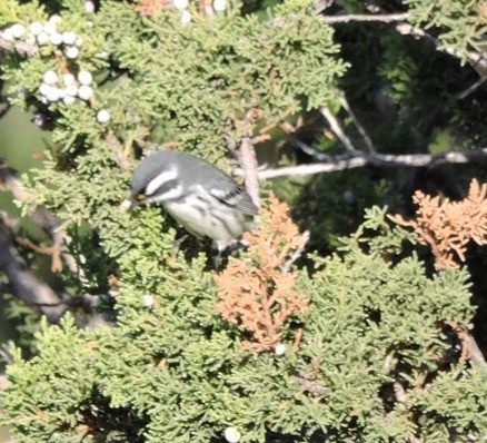 Black-throated Gray Warbler - ML68626331