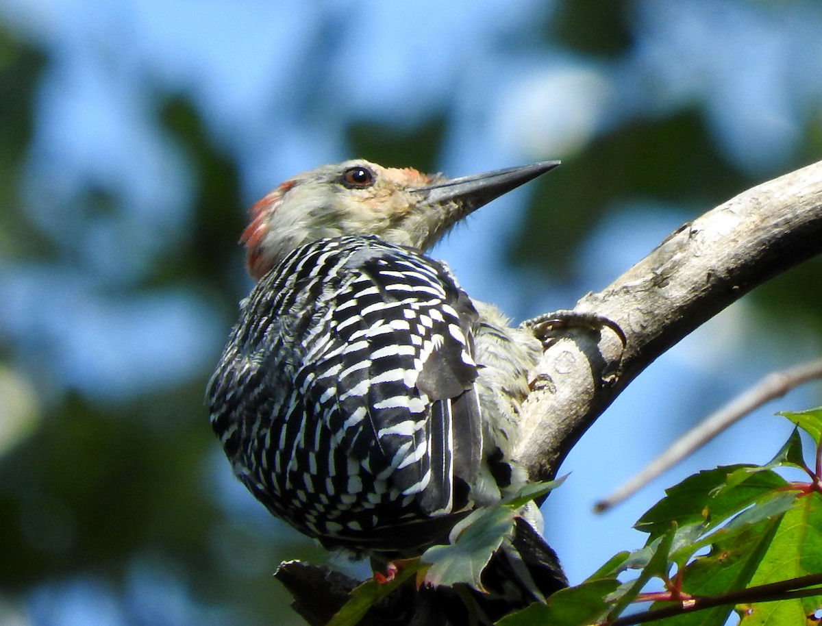Red-bellied Woodpecker - ML68627051
