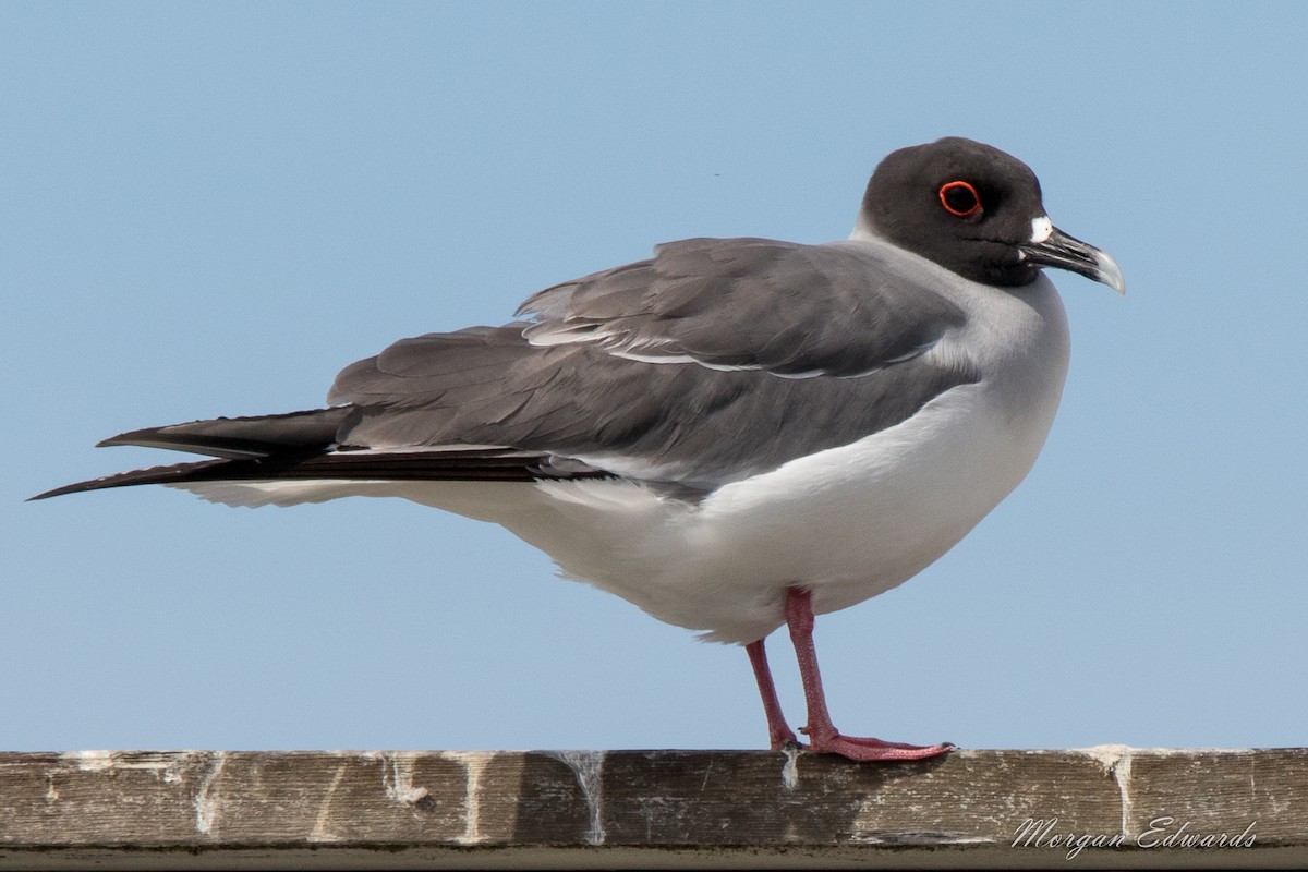Swallow-tailed Gull - ML68629871