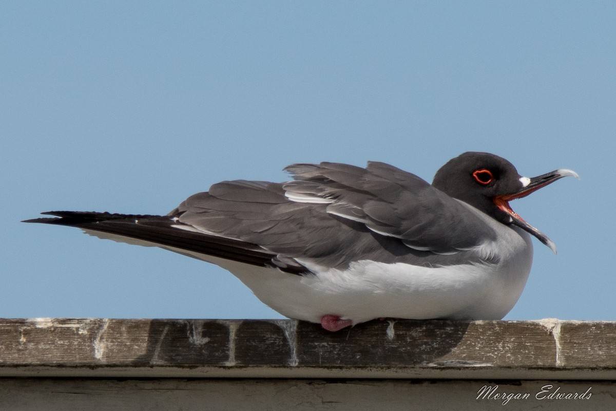 Swallow-tailed Gull - Morgan Edwards