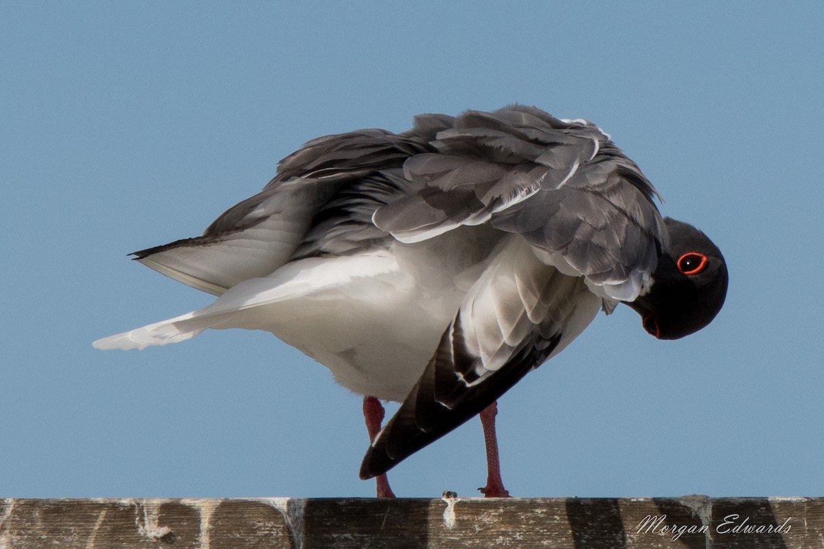 Swallow-tailed Gull - ML68629961