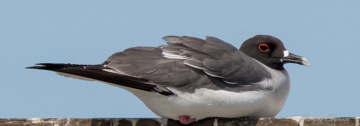 Swallow-tailed Gull - Morgan Edwards