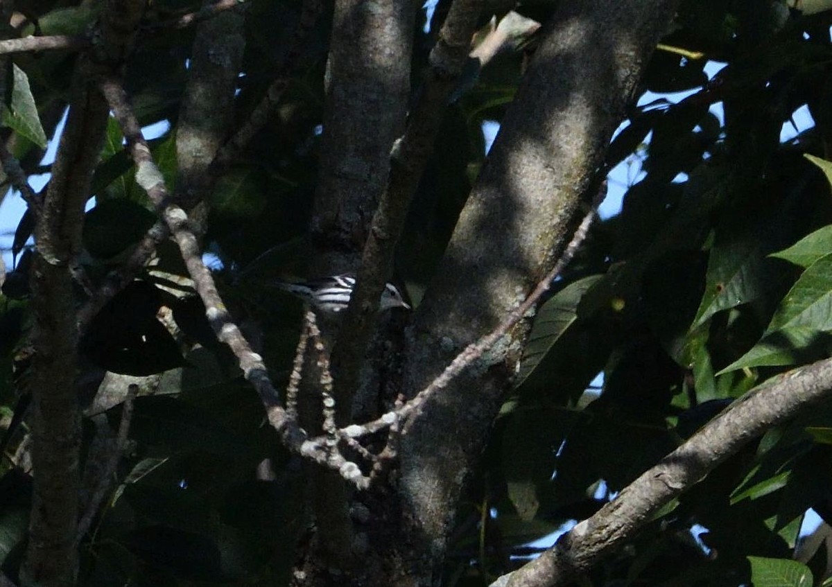 Black-and-white Warbler - ML68631491