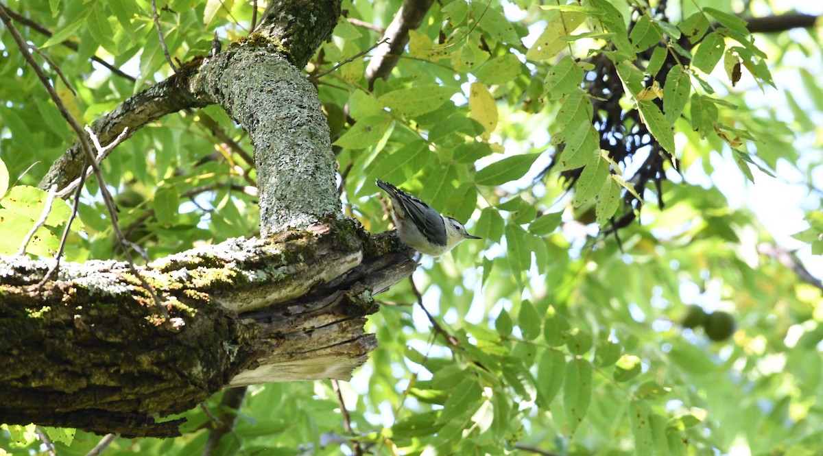 White-breasted Nuthatch - ML68632281
