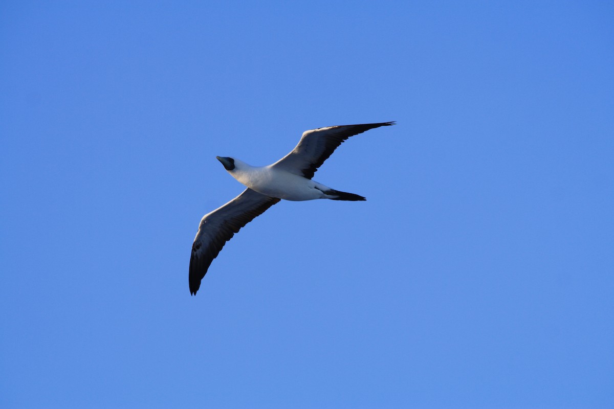 Masked Booby - ML68633691