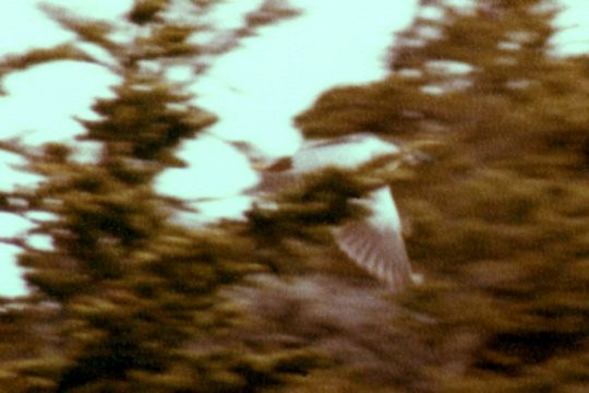 Black-crowned Night Heron - Larry Neily