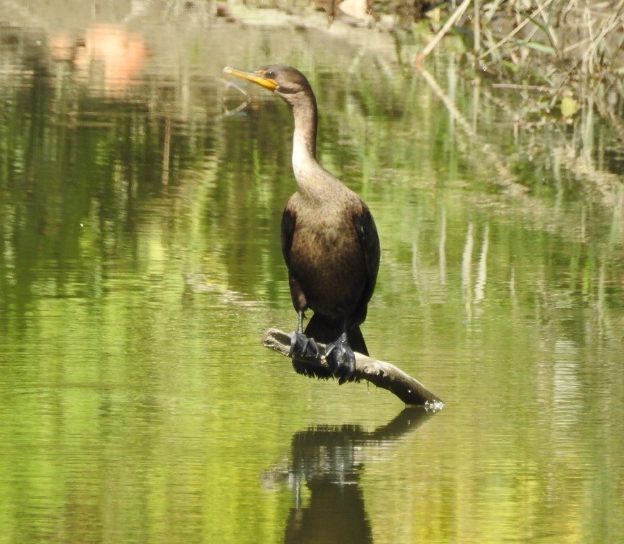 Double-crested Cormorant - Bruce Hoover