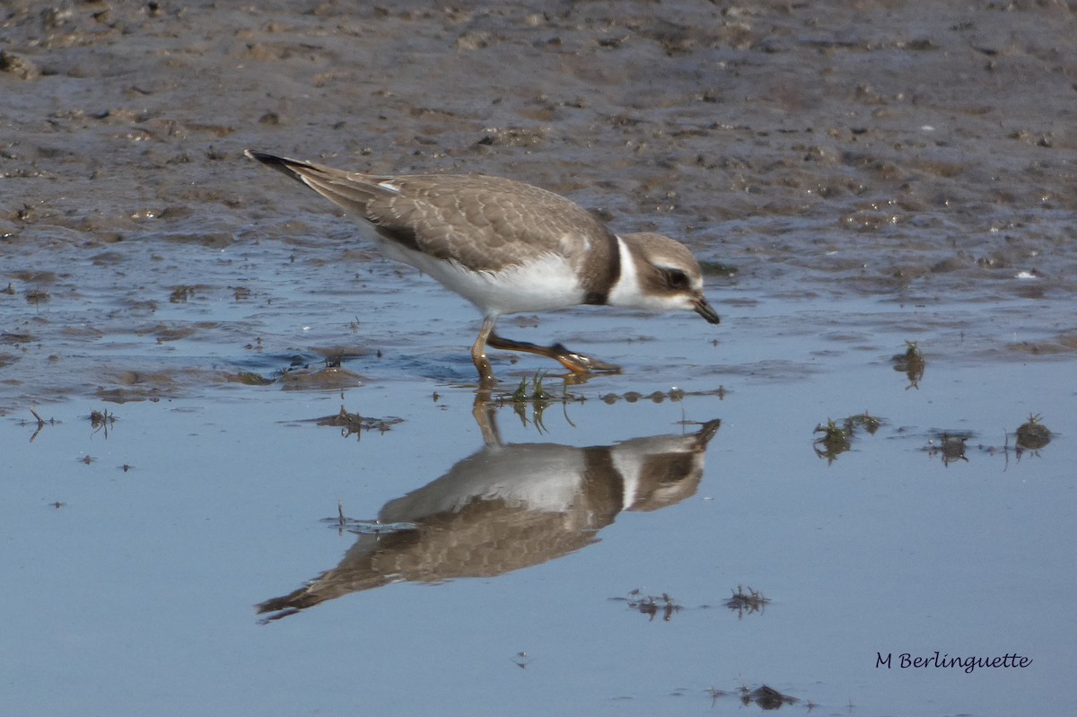 Semipalmated Plover - ML68634661