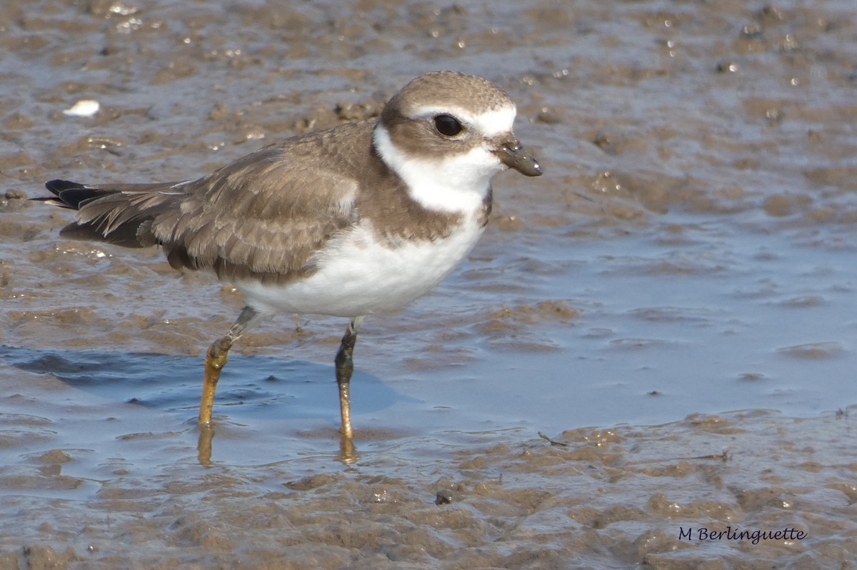 Semipalmated Plover - ML68634691