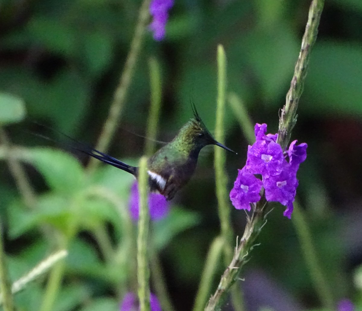 kolibřík ostrochocholatý - ML68635431