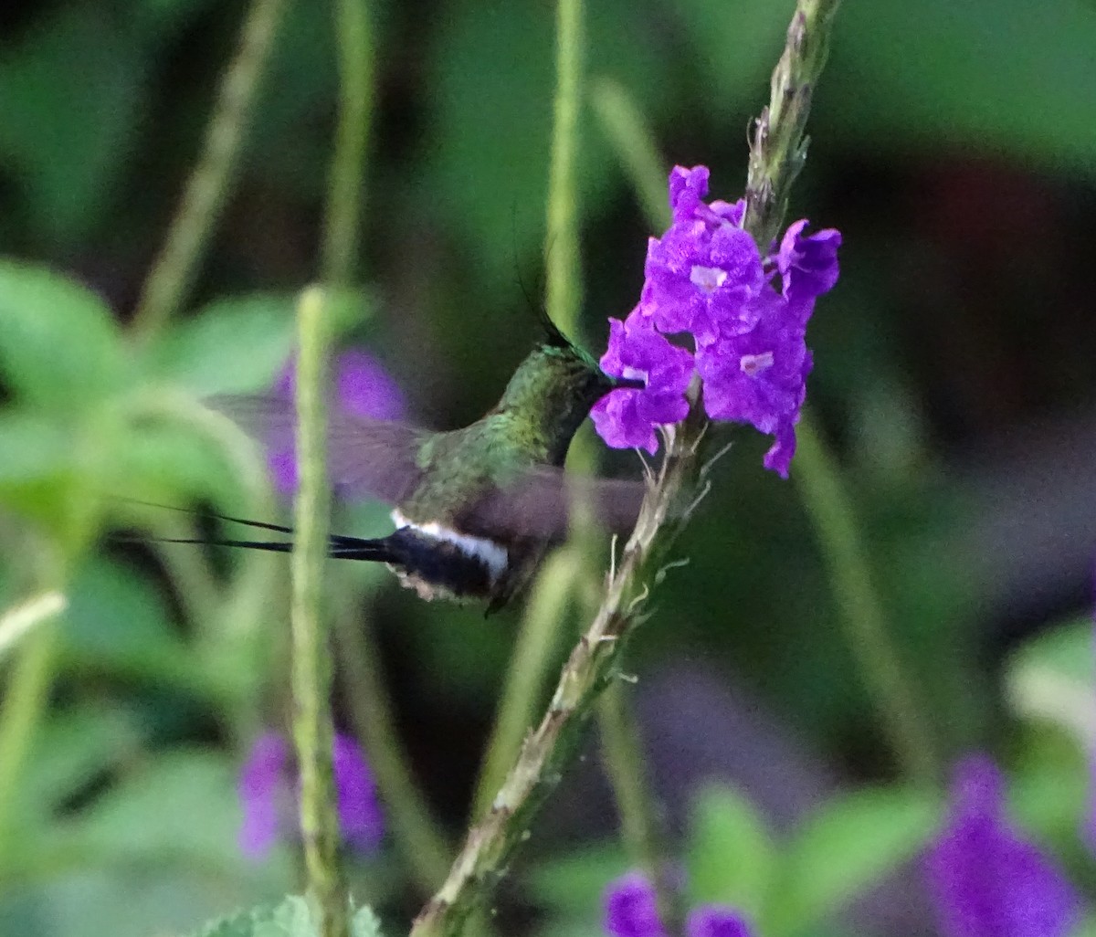 kolibřík ostrochocholatý - ML68635491