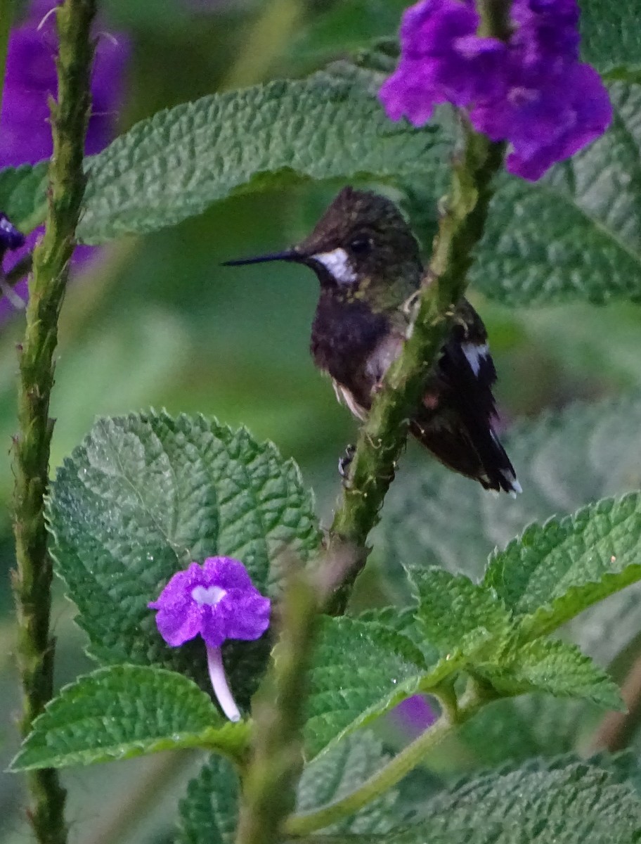 kolibřík ostrochocholatý - ML68635501