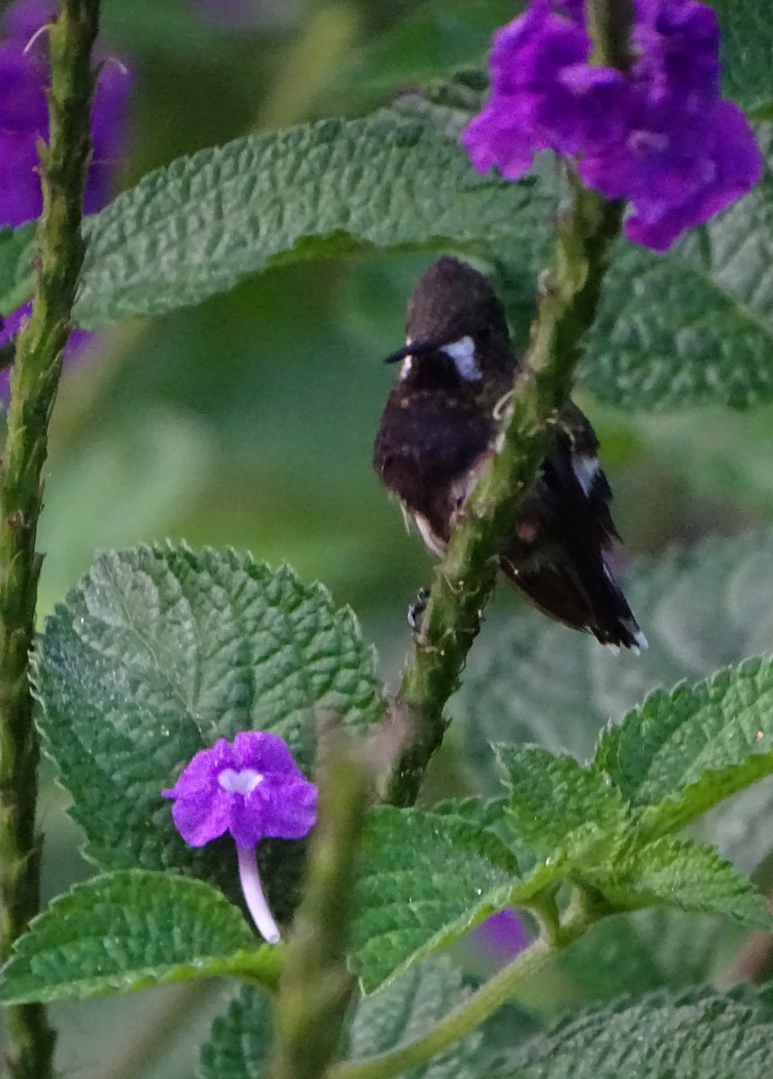 kolibřík ostrochocholatý - ML68635531