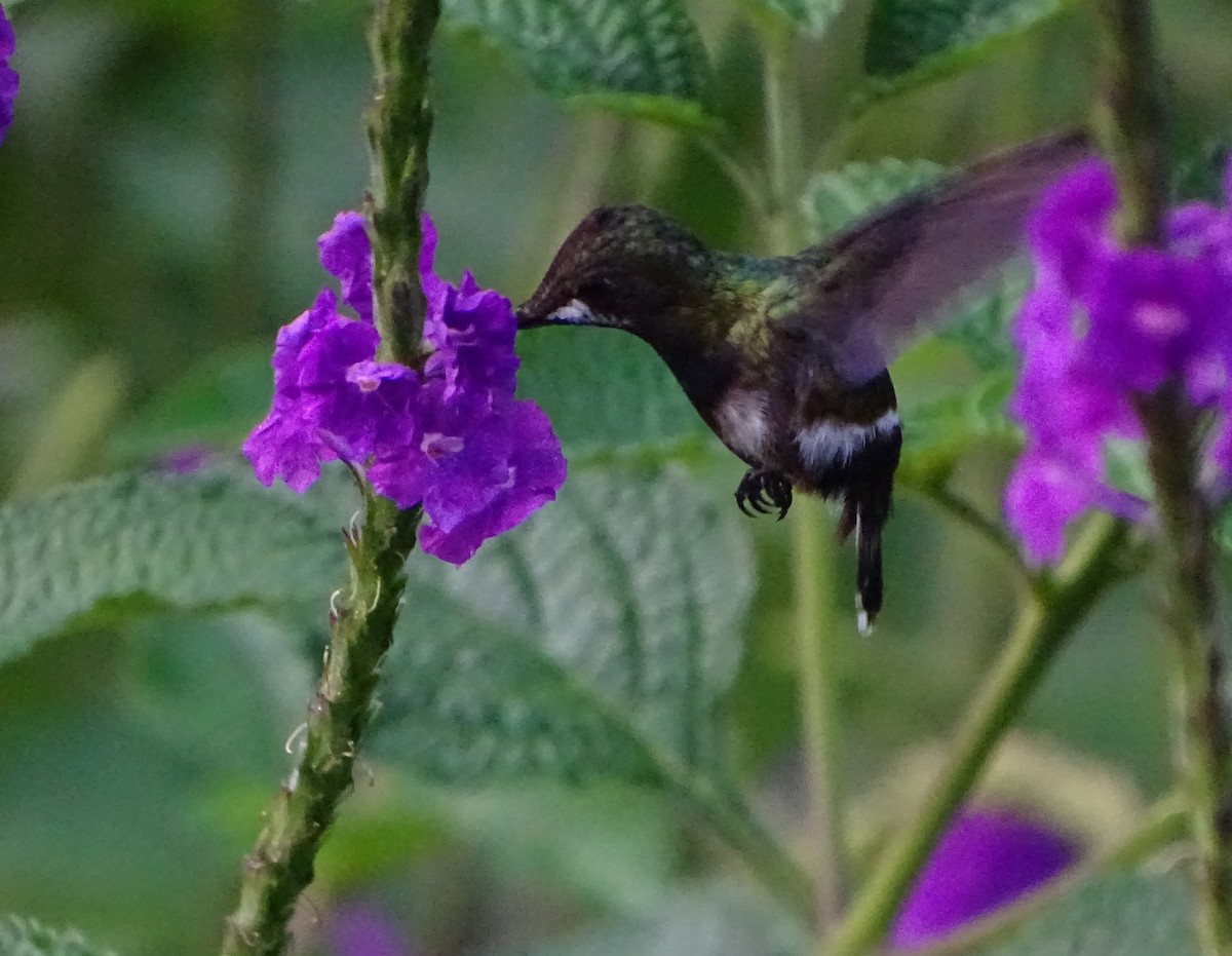 kolibřík ostrochocholatý - ML68635571