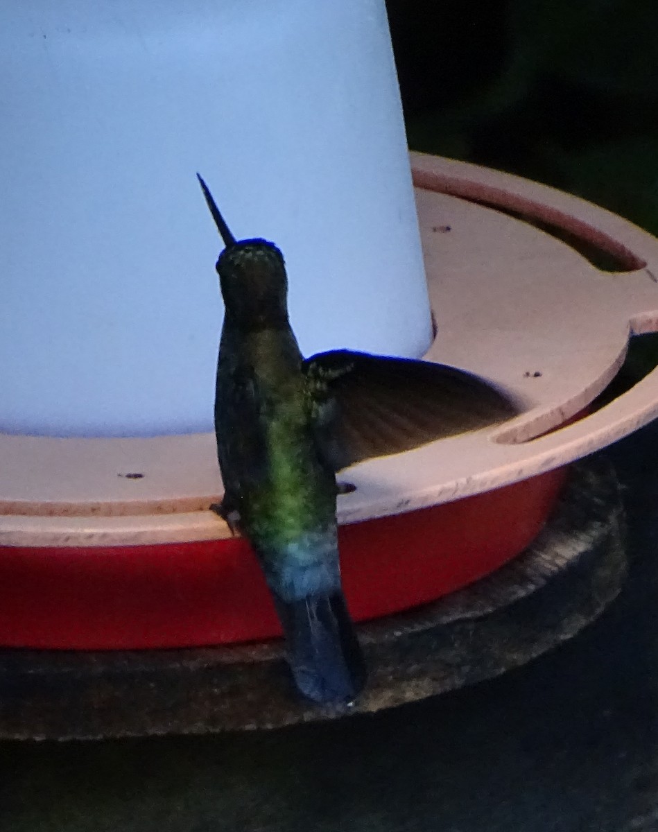kolibřík modročelý - ML68635591