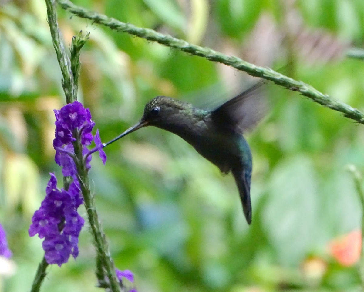 kolibřík zelenočelý - ML68635681