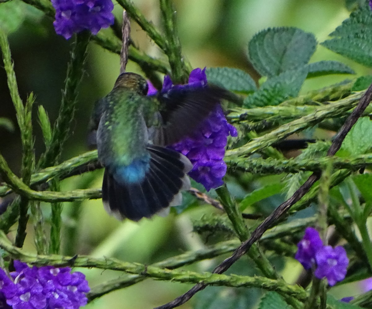 kolibřík zelenočelý - ML68635711
