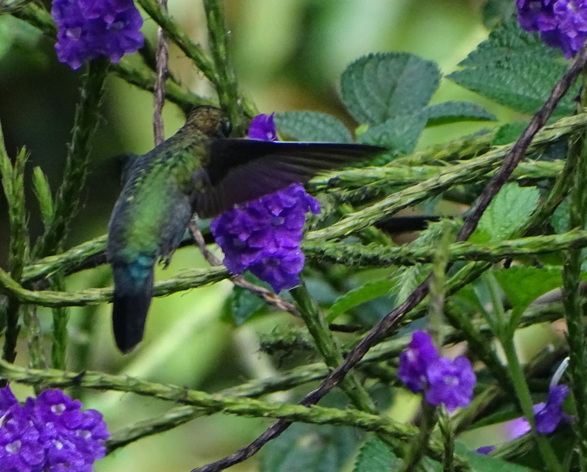kolibřík zelenočelý - ML68635721