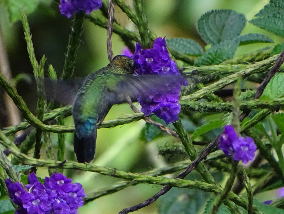 kolibřík zelenočelý - ML68635751
