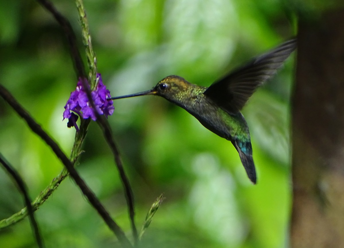 kolibřík zelenočelý - ML68635771