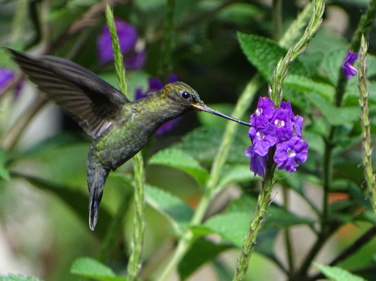 kolibřík zelenočelý - ML68635791