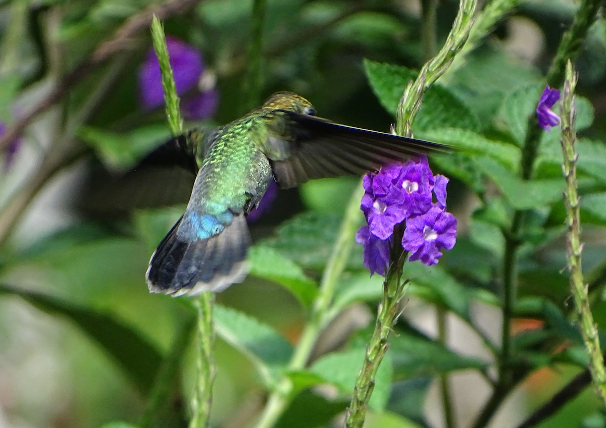 kolibřík zelenočelý - ML68635851