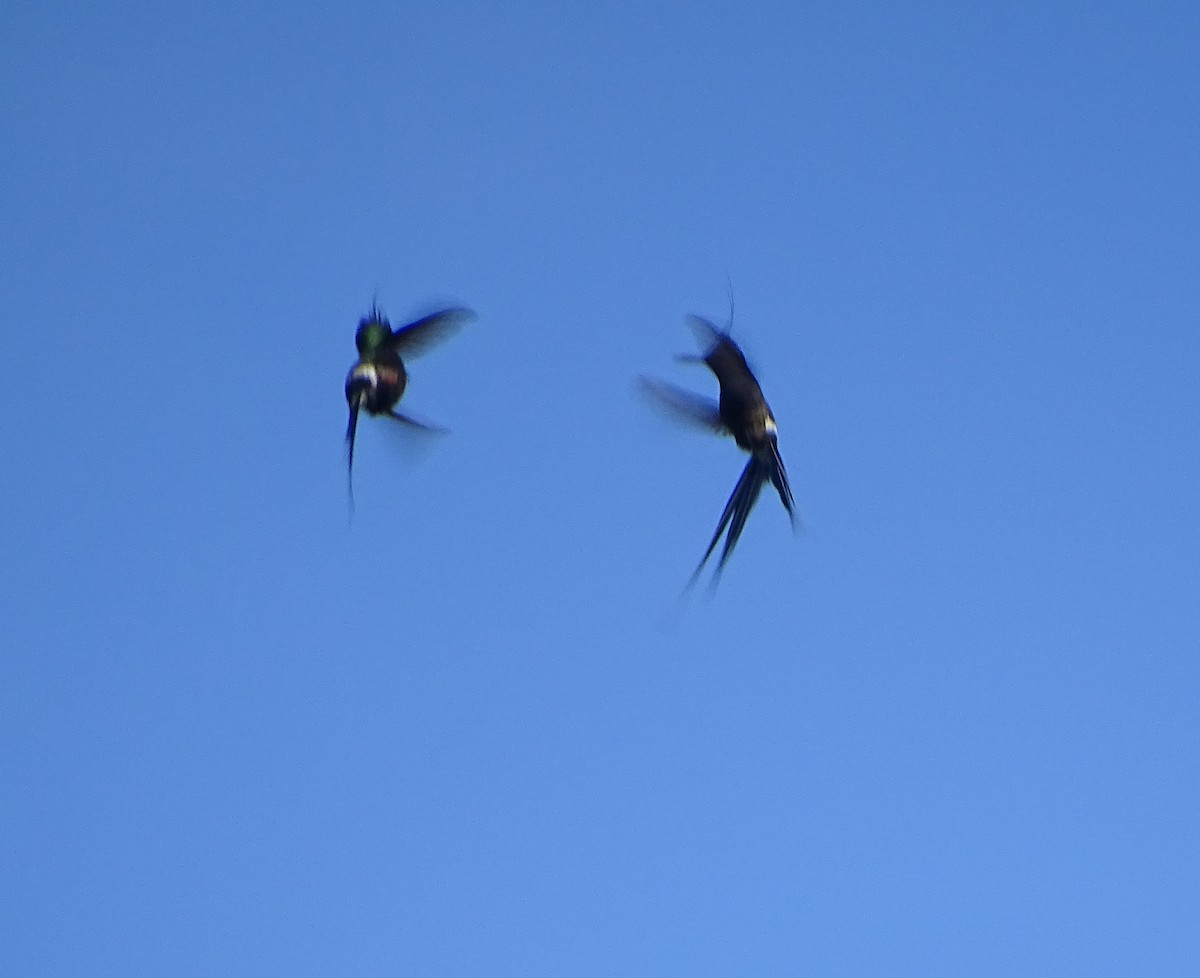 kolibřík ostrochocholatý - ML68635921