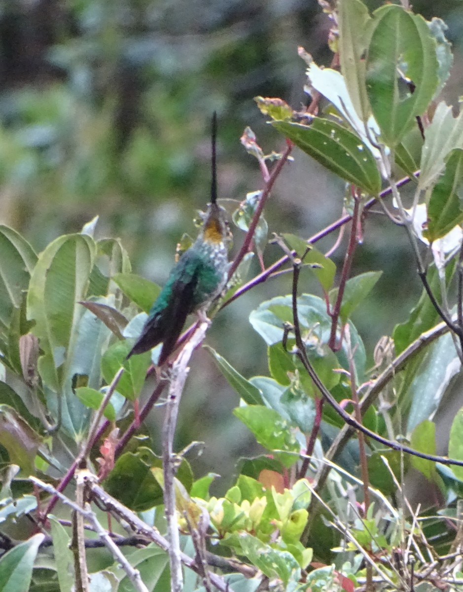Sword-billed Hummingbird - ML68636911