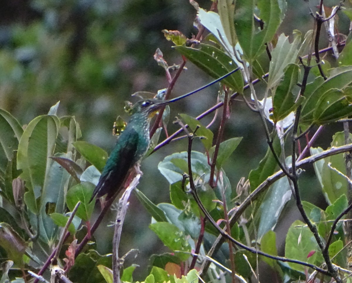 Sword-billed Hummingbird - ML68636921