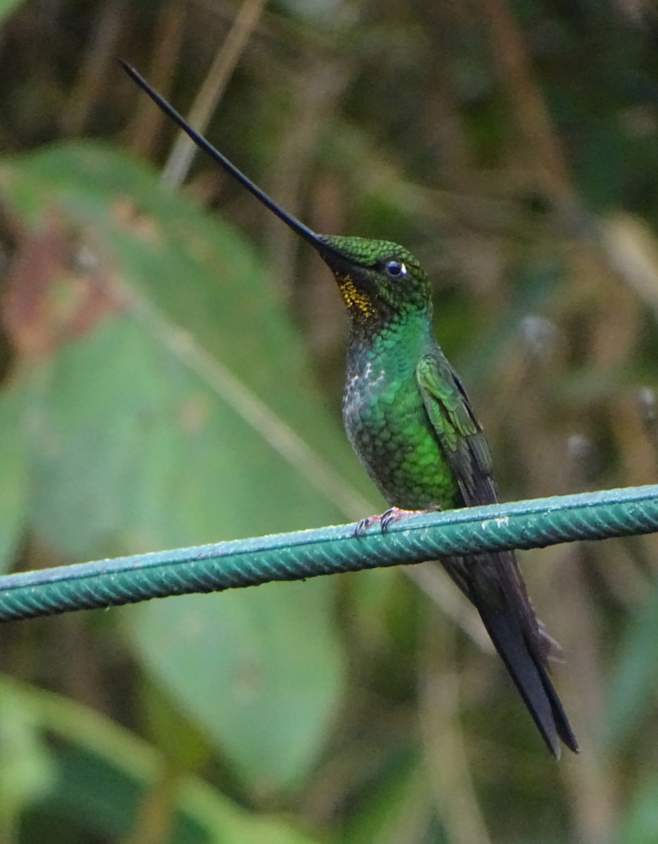 Sword-billed Hummingbird - ML68636931