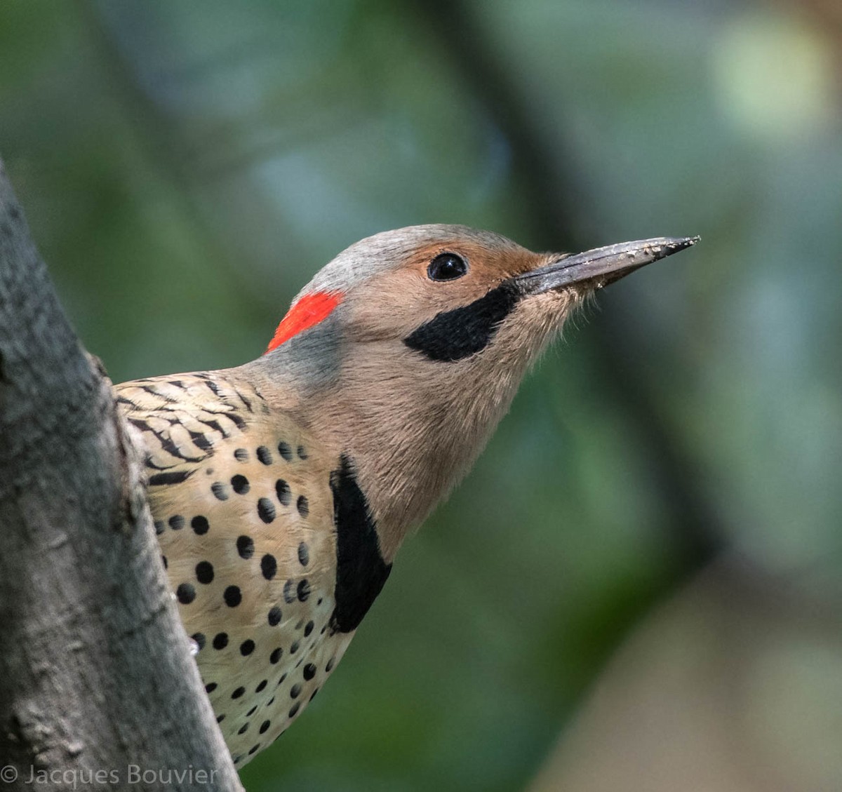 Northern Flicker - Jacques Bouvier