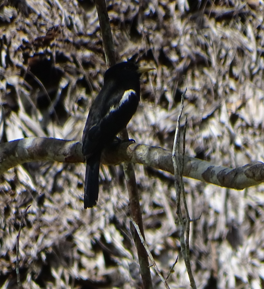 Лінивка-чорнопер жовтодзьоба - ML68639241